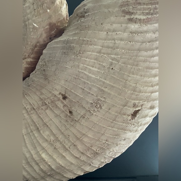 Design Toscanini Large Ammonite Fossil Sculpture On Museum Mount 18.5x18.5x4 - Picture 8 of 13